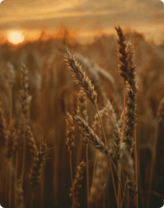 Farming, Agriculture