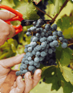 生態議題 Ecological issues